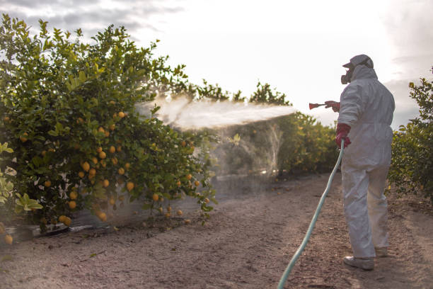 Trusted Reno, TX Pest Control Experts