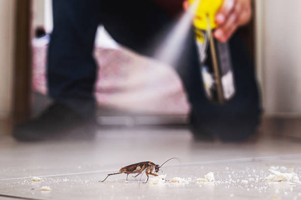 Best Bed Bug Extermination  in Reno, TX